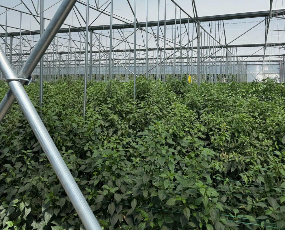 pomido - სათბური (satburi) დარგული მცენარე