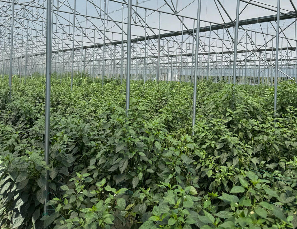 pomido - სათბური დარგული მცენარე სათბურში დარგული მცენარე - pomido