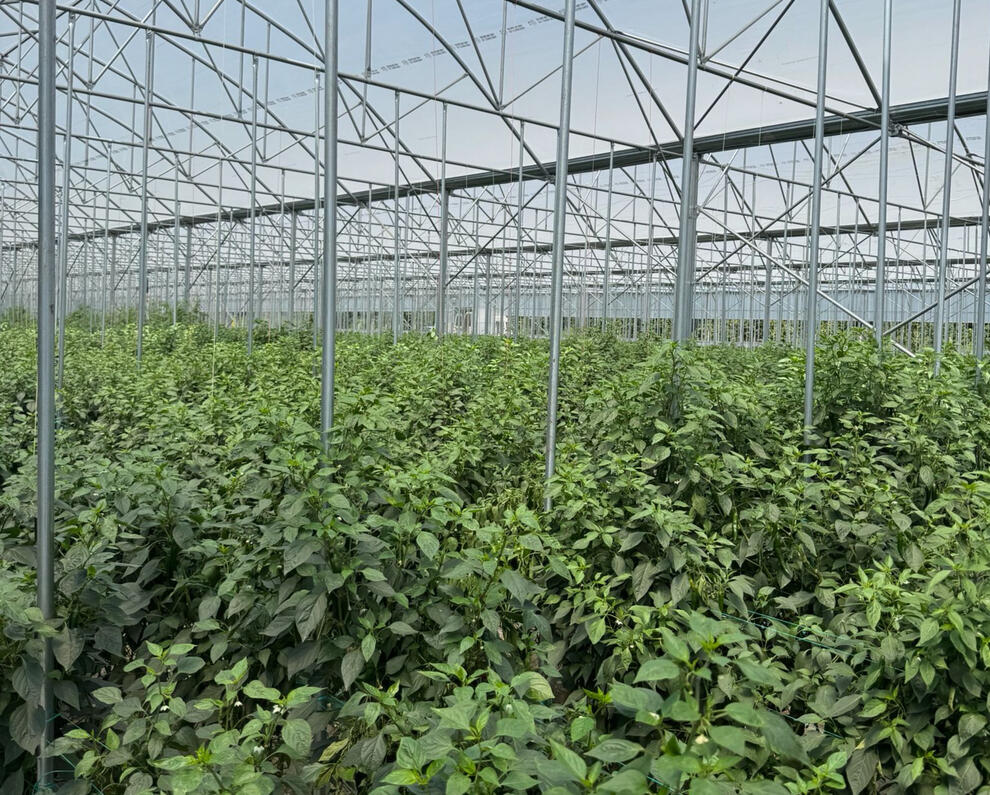 pomido - სათბურში დარგული მცენარე