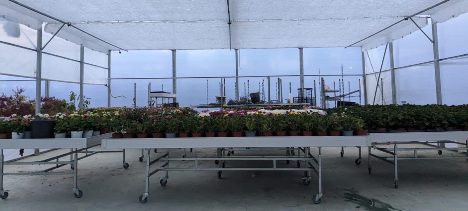 ყვავილების სათბური სპეციალური გადაადგილებადი მაგიდებითა და ფარდით POMIDO