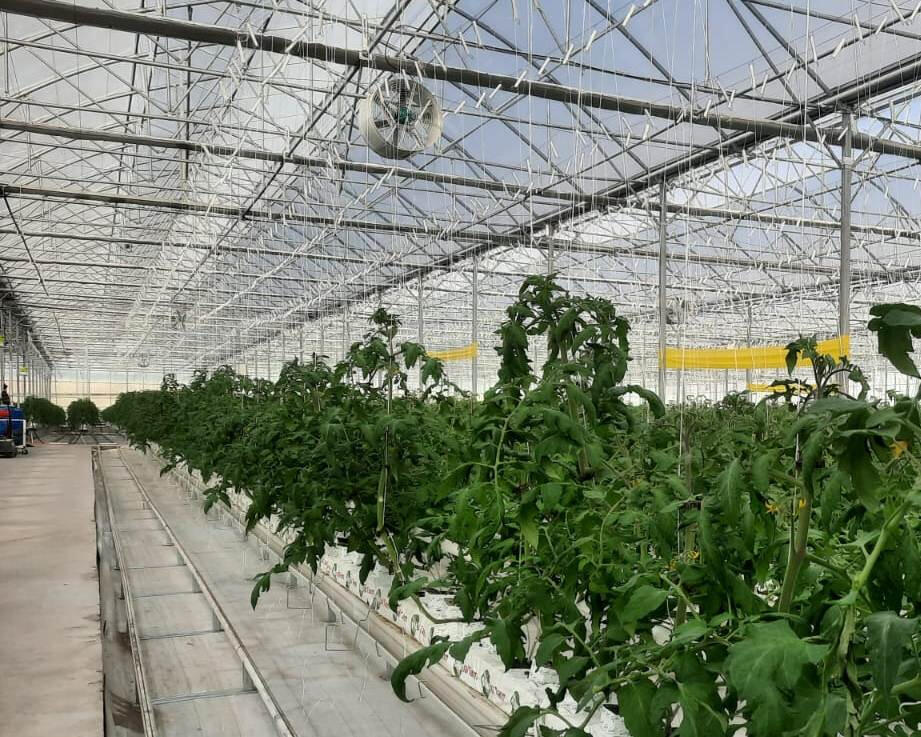 POMIDO - სათბურის შიდა სივრცე, კონსტრუქცია, ვენტილატორი და დარგული პომიდორი სუბტრატში